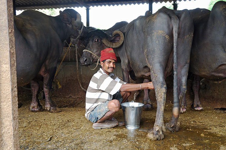 Wasserbffel liefern fettreiche Milch, Pune, Maharashtra