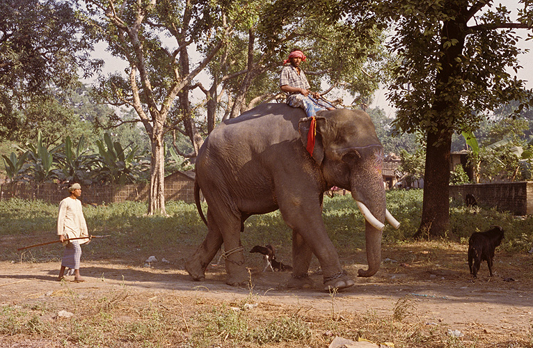 Elefant auf dem Weg zum Fluss - Sonepur Mela 08