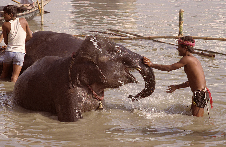Elefant und Pfleger genieen das Bad im Fluss - Sonepur Mela 17