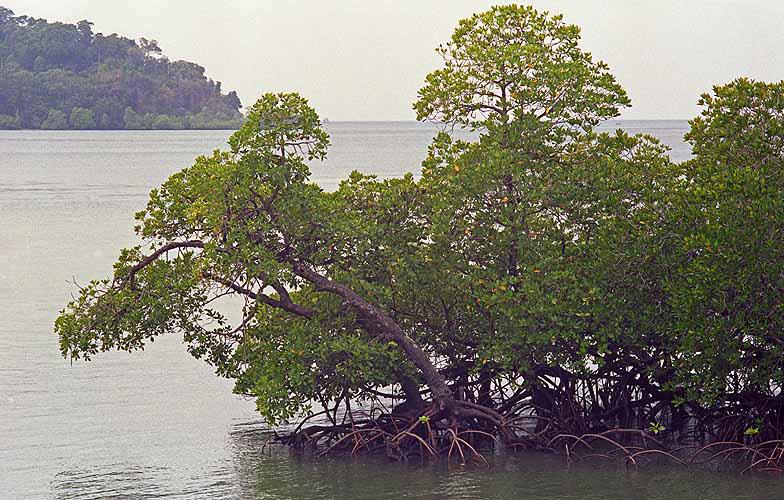  Mangroven schützen die Küste vor Erosion