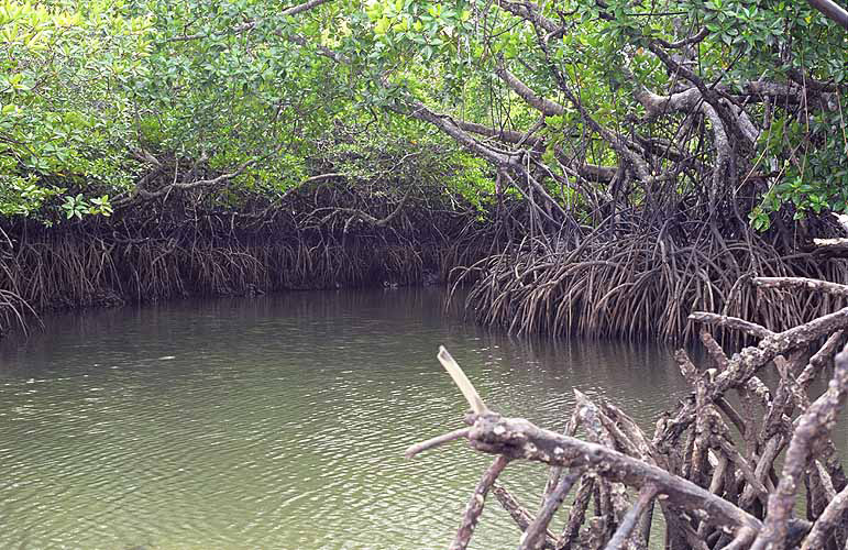  Mangroven-Dickicht, South-Andaman