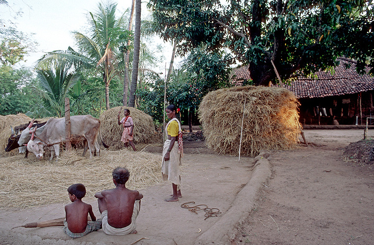 Dreschplatz in einem Dorf im Konkan - Goa 10