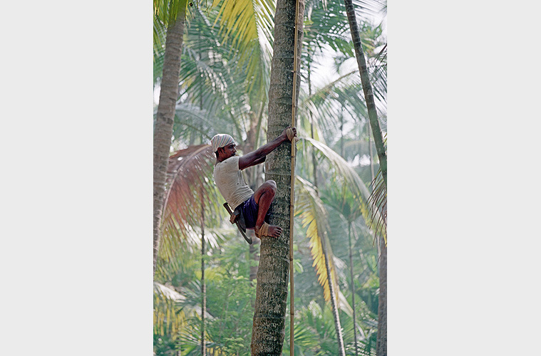 Ein Pflücker erklimmt eine Kokospalme, Revdanda - Goa 14
