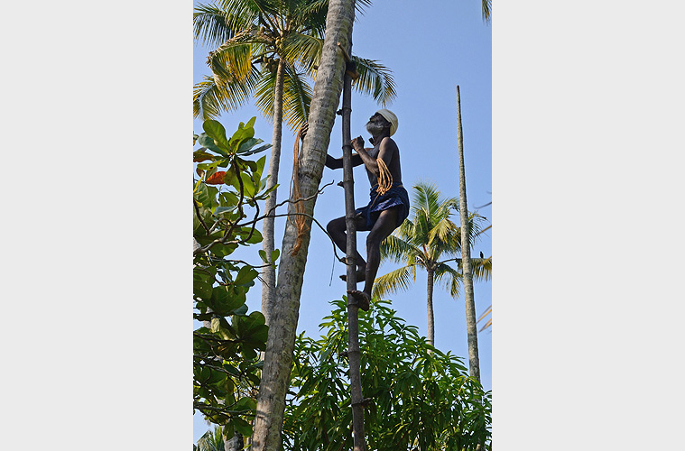  Ein Kokosnusspflücker erklimmt eine Palme