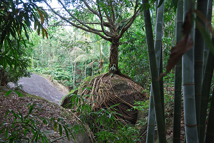  Dschungel in den Western Ghats