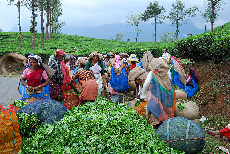  Teepflücker liefern ihre Ernte ab, Wayanad