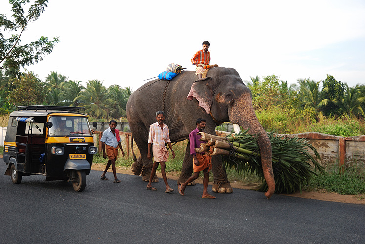  Ein Elefant auf Reisen