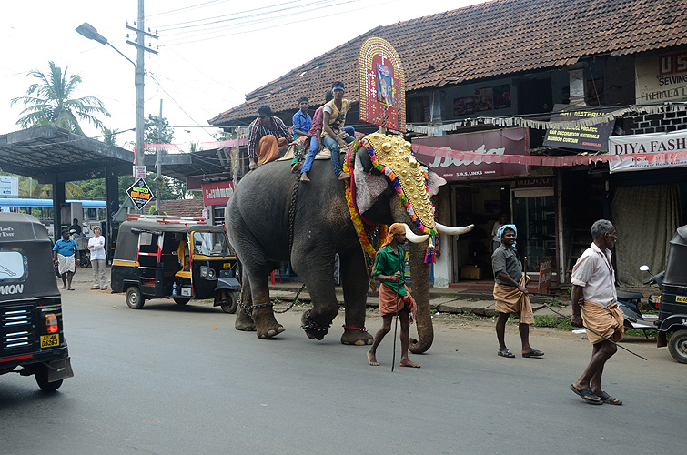  Elefant während einer Prozession
