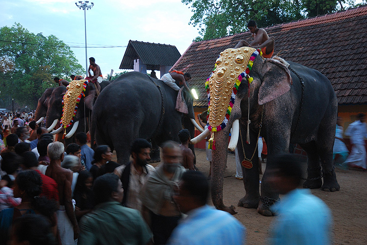  Elefanten beim Tempelfest in Kollam (Quilon)