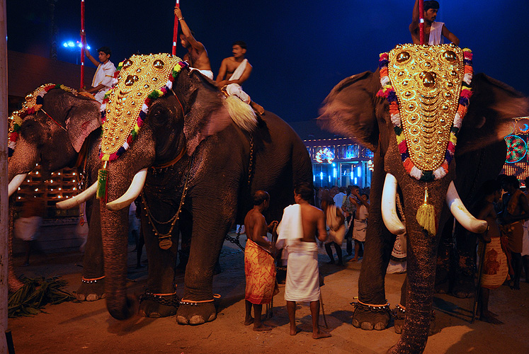  Elefanten beim Tempelfest in Kollam (Quilon)