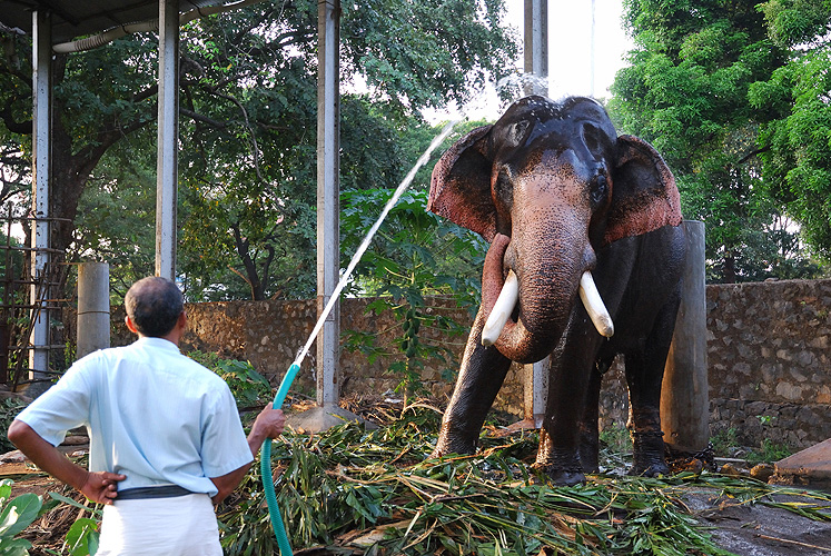  Elefantendusche in Thrissur (Trichur)