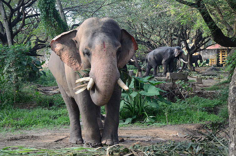  Elefantencamp von Punnathurkotta nahe Guruvayur