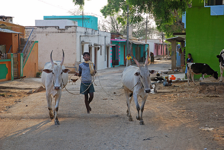 Bauernjunge führt Ochsen heim, Karnataka 