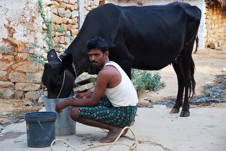Bauer füttert seine Kuh, Karnataka 