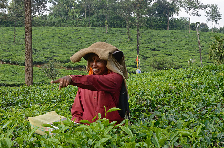 Teepflückerin in Kerala 