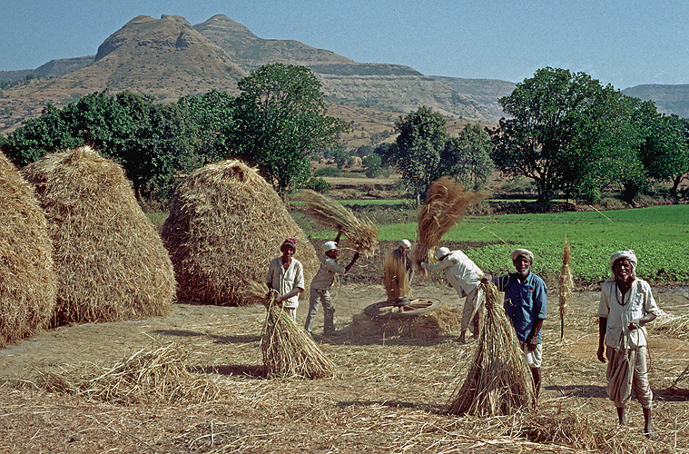 Bauern dreschen Getreide, Maharashtra 