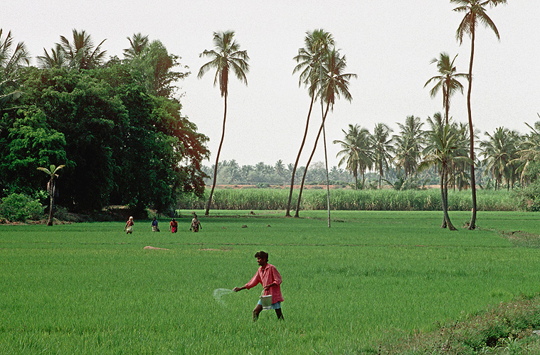 Bauer düngt Reisfeld in Karnataka 