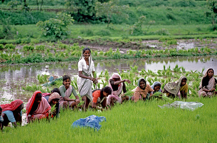Umsetzen junger Reispflanzen in Maharashtra 