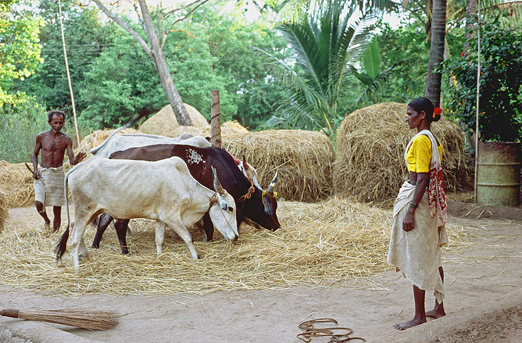 Dreschen mithilfe von Ochsen, Goa 