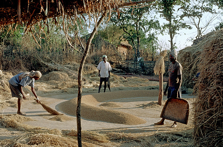 Dreschplatz in einem Dorf in Maharashtra 