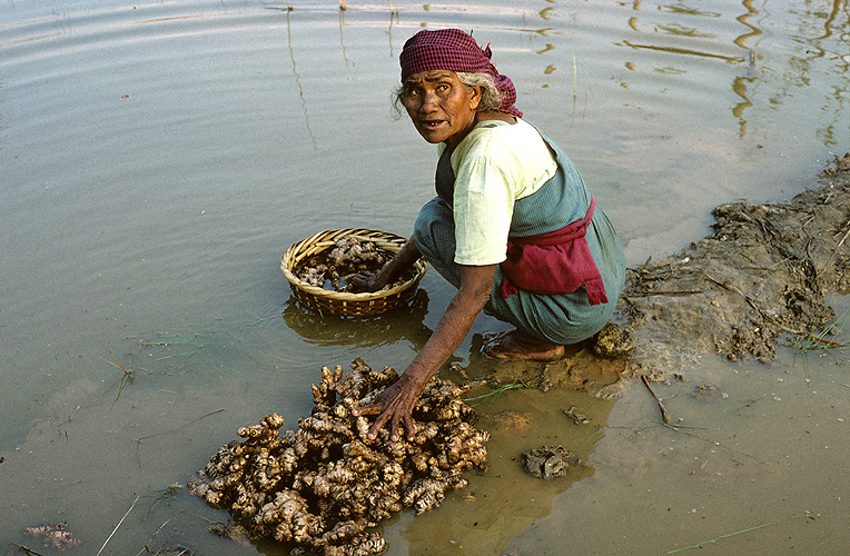 Bäuerin wäscht Ingwerwurzeln, Assam 