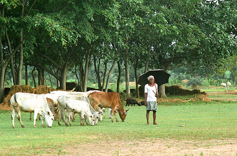 Viehhirte in Jharkhand
