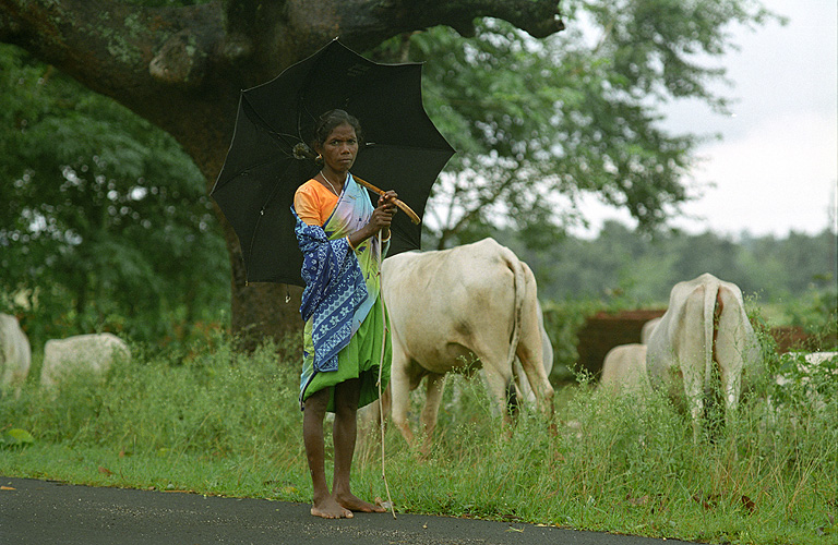 Viehweide am Straßenrand, Jharkhand 