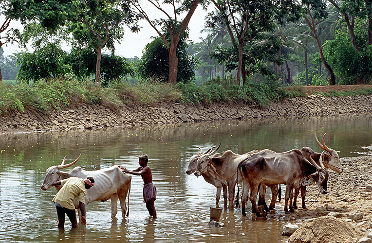Ochsenbad am Fluss, Karnataka 