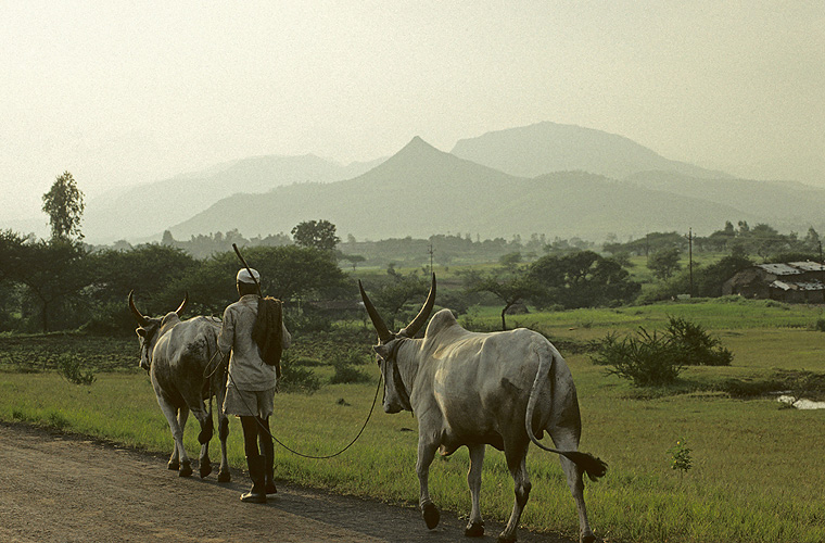 Ochsen auf dem Weg vom Feld ins Dorf, Maharashtra