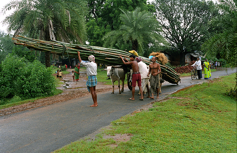 Transport von Bambusstangen mit Ochsenkarren, Jharkhand