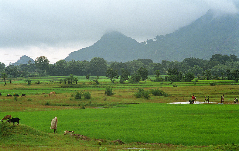 Monsunstimmung auf dem Lande, Jharkhand - Monsun 01