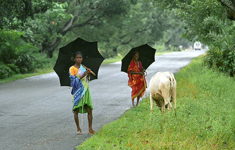 Der Monsun beschert dem Vieh saftiges Gras - Monsun 10
