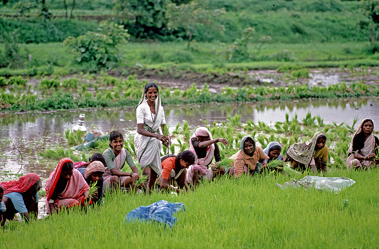 Bäuerinnen setzen jungen Reis in die aufgeweichte Erde - Monsun 12