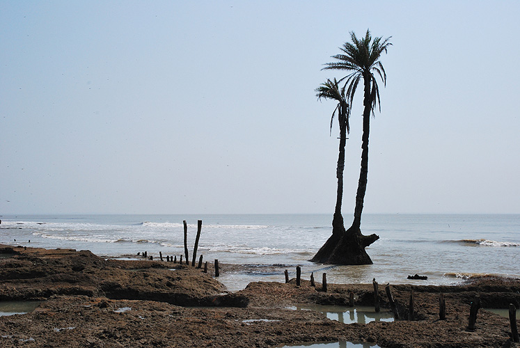 Die Erosion der Küsten raubt den Palmen die Nahrung - Sunderbans 19