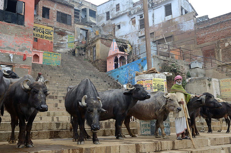  Ein Hirte führt seine Büffel zur Tränke am Ganges