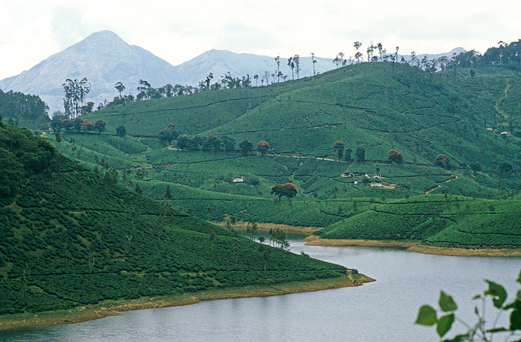 Stausee im Teeanbaugebiet von Valparai, Tamil Nadu - Western Ghats 19