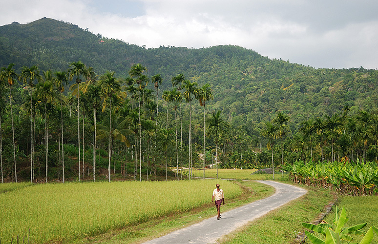 Reisfelder und bewaldete Berge in Wayanad, Kerala - Western Ghats 23