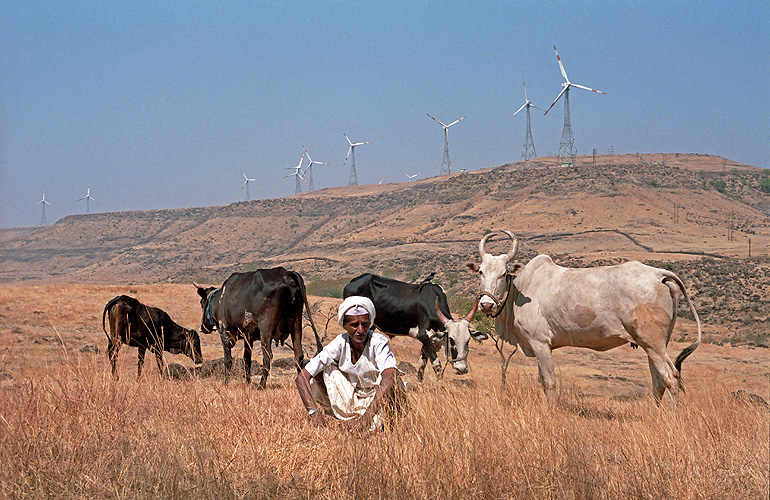Viehhirte nahe einer Windfarm, Maharashtra