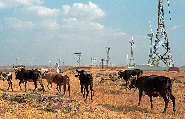 Viehweide unter Windgeneratoren, Maharashtra 
