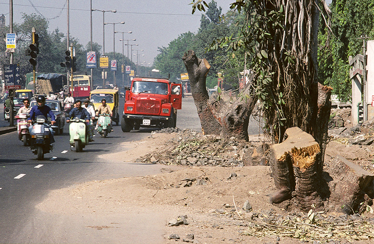  Alte Bäume müssen dem Straßenverkehr weichen