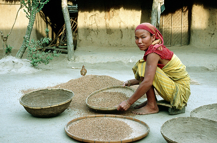  Bodo-Bäuerin säubert Reiskörner, Assam