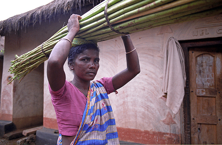  Santal-Bäuerin bringt frische Bambusstangen nach Hause 