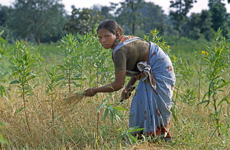  Munda-Bäuerin bei der Feldarbeit, Jharkhand 