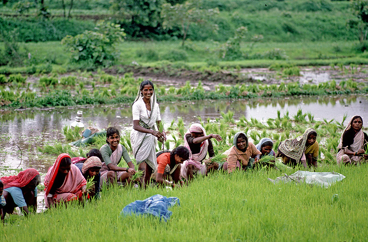 Im Monsun wird der junge Reis in die weiche Erde gesetzt