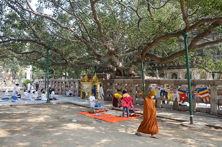 Gebete unter dem Bodhi-Baum, Bodh Gaya