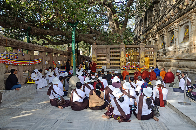 Pilger beten am Bodhi-Baum, Bodh Gaya