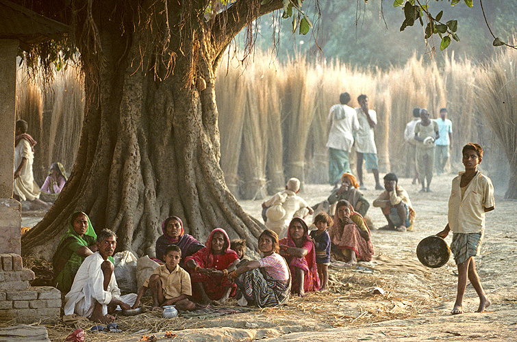 Pilger rasten unter einem mächtigen Banyan-Baum - Sonepur Mela 07