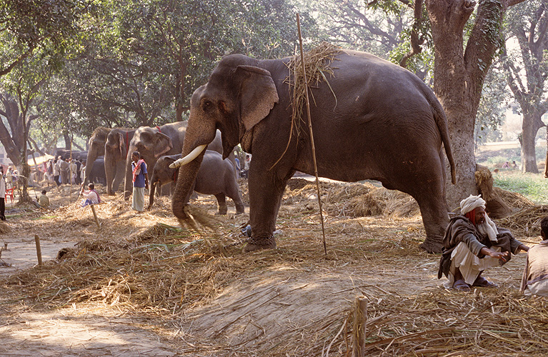 Im Mangohain stehen Elefanten zum Verkauf - Sonepur Mela 09