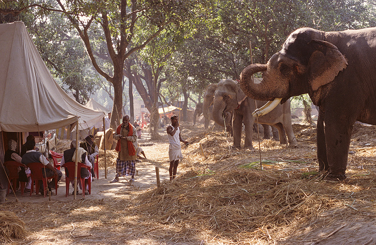 Elefanten und ihre Besitzer im Mangohain - Sonepur Mela 10