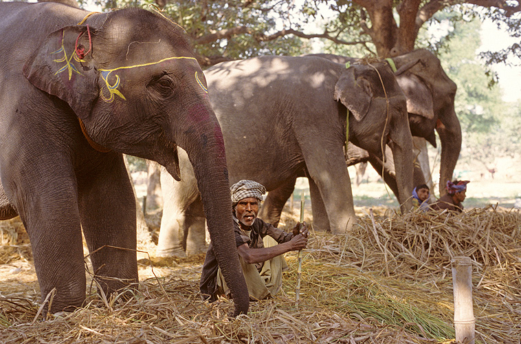 Elefanten mit ihren Pflegern (Mahaut) - Sonepur Mela 11